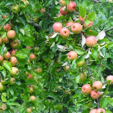 Frühstückspension La Boursaie Livarot-Pays-d'Auge