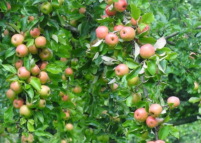 Frühstückspension La Boursaie Livarot-Pays-d'Auge